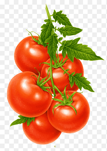 Tomato